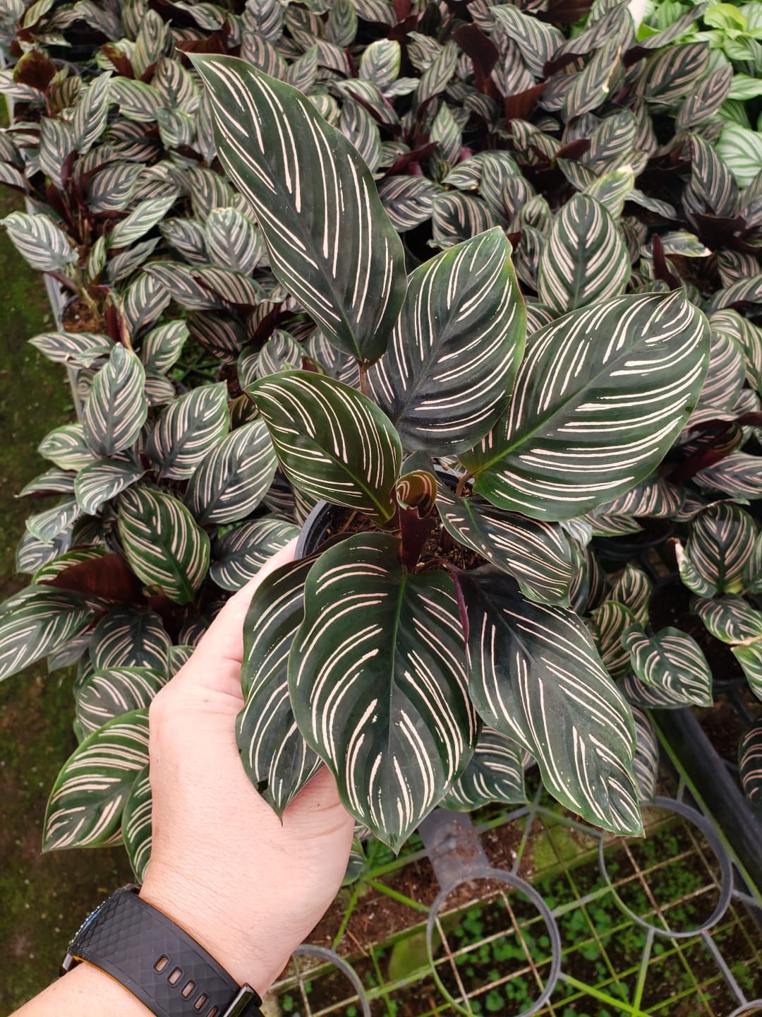 Baby Plant/4"/6" Calathea Ornata (PINK STRIPPED)